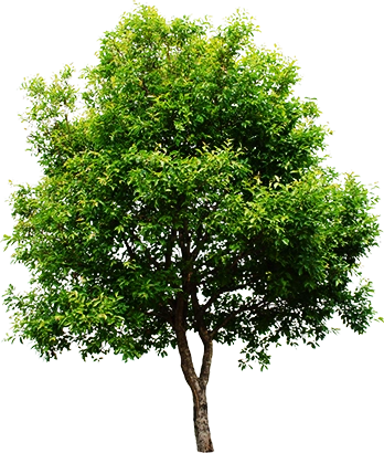Árboles del programa de reforestación